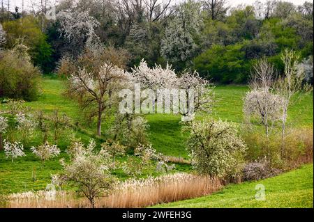 Idyllische Frühlingslandschaft mit blühenden Kirschbäumen in Kalchreuth in der Fränkischen Schweiz bei Nürnberg Stockfoto