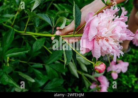 Der Gärtner pflückt im Sommergarten mit einer Gartenschere rosa Pfingstrose. Schnittblumen sammeln Stockfoto