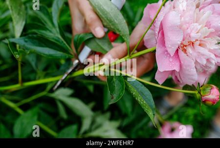 Der Gärtner pflückt im Sommergarten mit einer Gartenschere rosa Pfingstrose. Schnittblumen sammeln Stockfoto