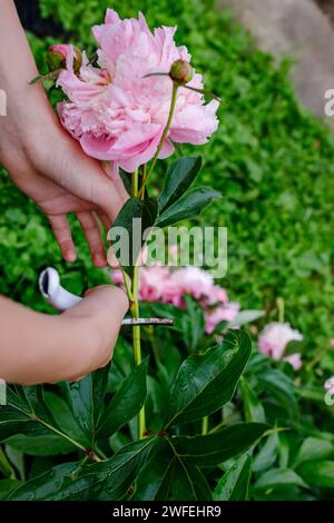 Der Gärtner pflückt im Sommergarten mit einer Gartenschere rosa Pfingstrose. Schnittblumen sammeln Stockfoto