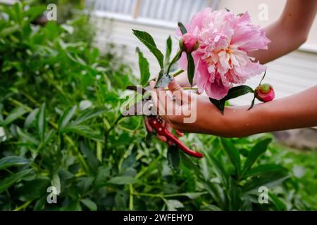 Der Gärtner pflückt im Sommergarten mit einer Gartenschere rosa Pfingstrose. Schnittblumen sammeln Stockfoto