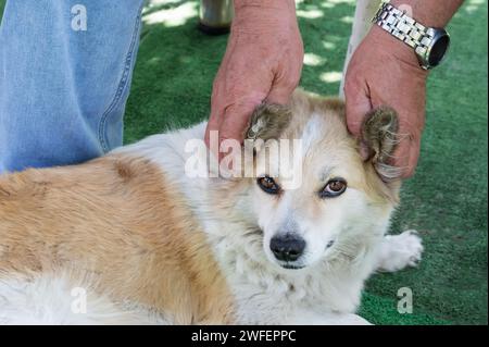 Roter Mischlingerhund. Obdachloses Tier. Ein pelziges Haustier. Ein Wächter des Hauses. Ein Freund des Menschen. Ein mittelgroßer Hund. Wildes Tier. Hundeerziehung. Freundliche Anim Stockfoto