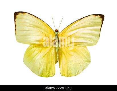 Gelber und weißer Schmetterling, Lemon Emigrant Schmetterling, (Catopsilia pomona), isoliert auf weißem Hintergrund. Objekt mit Begrenzungsmaske. Stockfoto