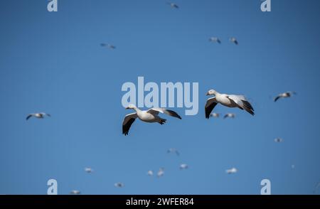 Schneegänse (Anser caerulescens) fliegen über einem blauen Himmel. Stockfoto