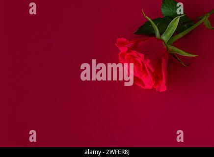 Rosa Rose auf rotem Hintergrund. Frischer Rosenhintergrund mit Kopierraum. Kopierbereich, Draufsicht. Flaches Foto. Stockfoto
