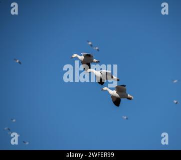 Schneegänse (Anser caerulescens) fliegen über einem blauen Himmel. Stockfoto