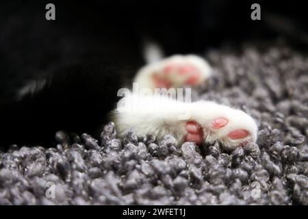 Zehenbohnen – weiße Katzenpfote mit rosafarbenen Pfoten Stockfoto