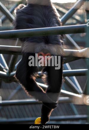 Der liebenswerte Rotgesicht-Spider Monkey, Ateles paniscus, schwingt durch die üppigen Baumkronen der südamerikanischen Regenwälder und zeigt sein ausdrucksstarkes Featur Stockfoto