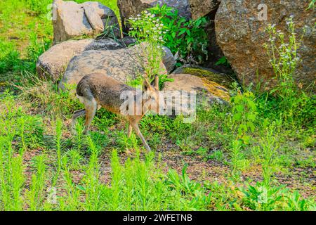 Die patagonische Mara Dolichotis patagonum ist ein relativ großes Nagetier in der Mara-Gattung Dolichotis. Sie ist auch als Patagonisches Karussell oder Patagon bekannt Stockfoto