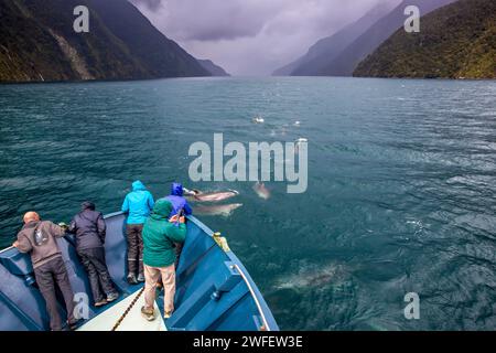 Eine Gruppe von Terehu/Großen Delfinen, die in Richtung eines Fiordland Expeditions Kreuzfahrtschiffes im Doubtful Sound/Patea, Fiordland/Te Rua-o-te-Moko, Neu schwimmen Stockfoto