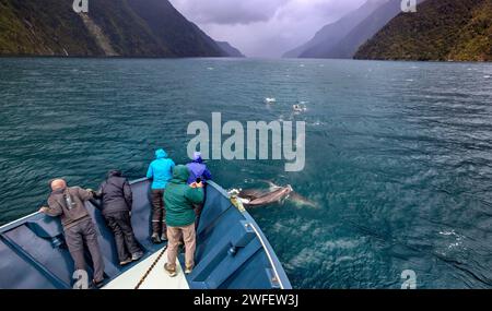 Eine Gruppe von Terehu/Großen Delfinen, die in Richtung eines Fiordland Expeditions Kreuzfahrtschiffes im Doubtful Sound/Patea, Fiordland/Te Rua-o-te-Moko, Neu schwimmen Stockfoto