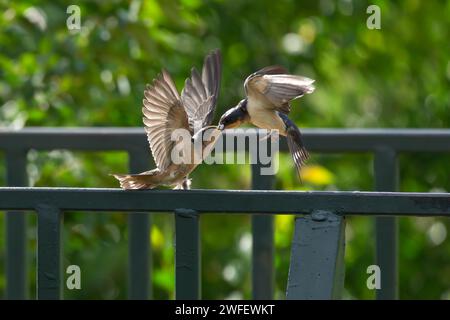 Eine Barn Swallow-Küken, die Essen von ihren Eltern annehmen, während sie auf einem Geländer im Park sitzen. Stockfoto