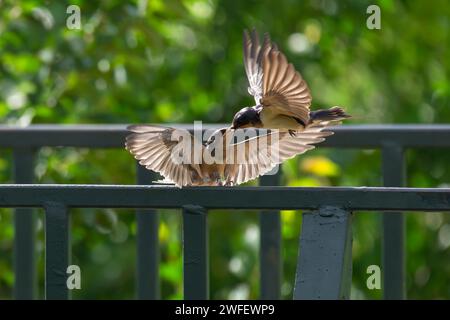 Eine Scheunenschwalbe füttert ihre kleine Kühe im Park mit dem hinterleuchteten Nachmittagssonnenlicht, das ihre wunderschönen Flügel beleuchtet. Stockfoto