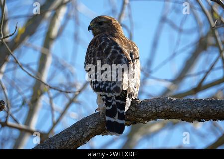 Roter Falke am Ast Stockfoto