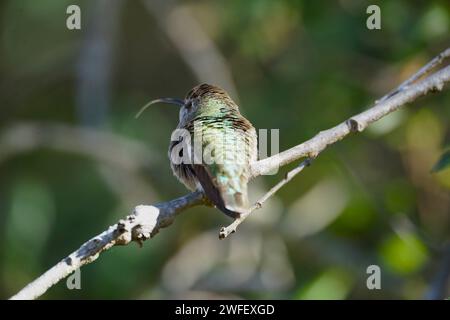 Kolibri Zunge gestreckt Stockfoto