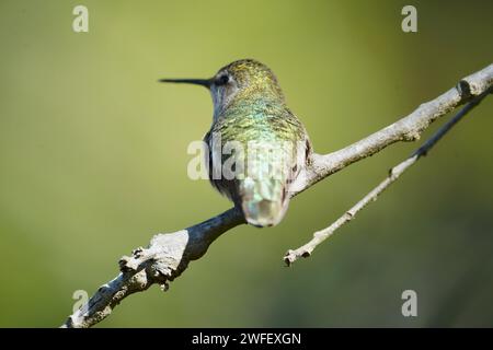 Detaillierte Ansicht des Vogelrückens Stockfoto