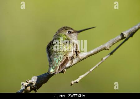 Anmutiger Annas Kolibri, der hoch hockte, Stockfoto