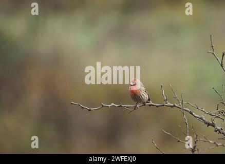 Haus finch auf Barsch Stockfoto