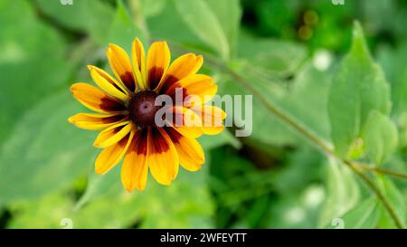 Selektiver Fokus einer Gloriosa Daisy (Rudbeckia hirta) in einem Garten mit verschwommenem Hintergrund Stockfoto