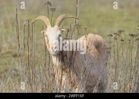 Eine süße gehörnte Ziege grast das Gras auf einer Weide in Nord-Idaho. Stockfoto