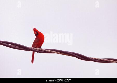 Neugieriger und überraschter männlicher roter Kardinal auf einem Telefonkabel. Stockfoto