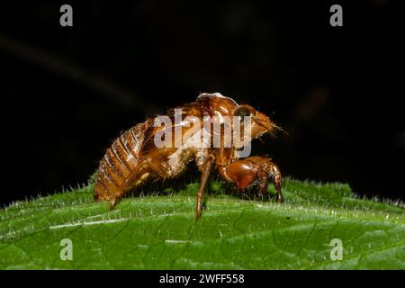 Geschmolzene Exoskelett-Exsuviae der Cicada, Familie der Cicadidae, nach Ekdyse an Baum, Nelson, Südinsel, Neuseeland Stockfoto