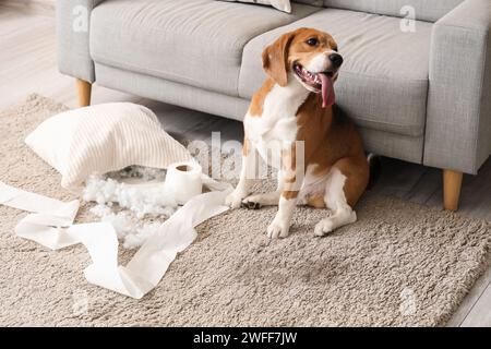 Frecher Beagle-Hund mit zerrissenem Kissen und Toilettenpapierrolle, der im unordentlichen Wohnzimmer sitzt Stockfoto