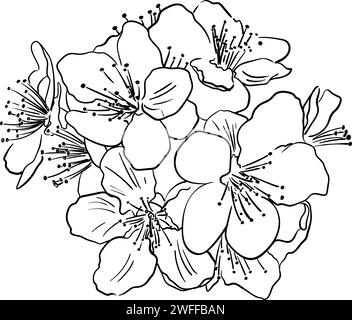 Handgezeichnete Vektorzeichnung im Doodle-Stil. Blühender Obstzweig, isoliert auf weißem Hintergrund. Zarte Blumen, Blütenblätter. Frühlingszeit, Sakura Stock Vektor