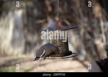 Eine Trauertaube quetscht sich auf eine Sitzbank auf einem Vogelfutter Stockfoto