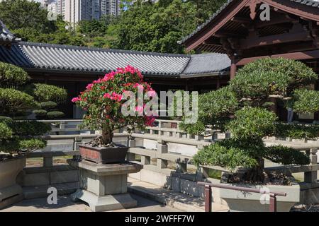 Hong Kong 11.5.2023 Chi Lin Nunnery ist ein großer buddhistischer Tempelkomplex in Diamond Hill, Kowloon, Hongkong Stockfoto