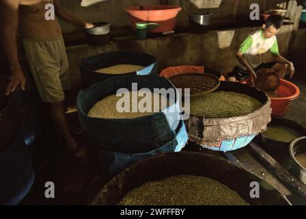 Eine Bohnensprossen-Farm in Jakarta, Indonesien. Mungbohnensprossen sind ein kulinarisches Gemüse, das aufgrund seiner Anpassungsfähigkeit und seiner nahrhaften Vorteile seit der Antike in Ost- und Südostasien weit verbreitet angebaut und konsumiert wird, laut einem Forscherteam unter der Leitung von Mohammad Zakerin Abedin (Abteilung für Botanik, Mikrobiologie-Labor, Universität Jahangirnagar, Dhaka) In einem 2022 veröffentlichten Aufsatz des South Asian Journal of Research in Microbiology. Mungbohnen können leicht gekeimt werden, indem sie in den Schatten gestellt und bis zur Keimung bewässert werden. Die einzige Voraussetzung ist... Stockfoto