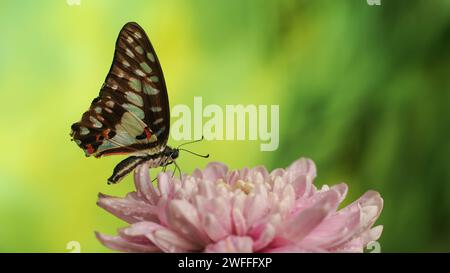 Butterfly Graphium Doson thront auf rosa Chrysanthemenblüten mit einem verschwommenen Hintergrund Stockfoto