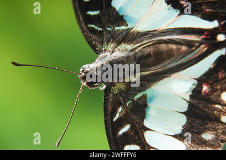 Porträt eines Schmetterlings Graphium Doson in einem Nahaufnahme-Foto von oben mit grünem Hintergrund Stockfoto