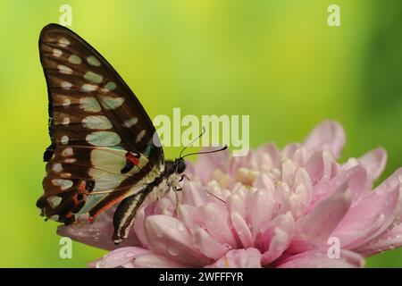 Butterfly Graphium Doson thront auf rosa Chrysanthemenblüten mit einem verschwommenen Hintergrund Stockfoto
