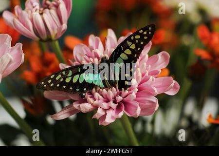 Butterfly Graphium Doson thront auf einem rosafarbenen Chrysanthemenblatt, während er mit den Flügeln flattert. Grüner Hintergrund Stockfoto