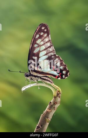 Schmetterling Graphium Doson steht auf Zweigen mit verschwommenem Hintergrund Stockfoto