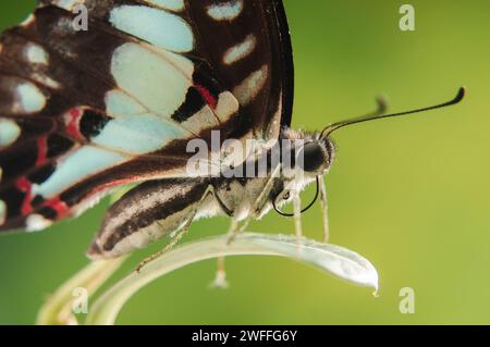 Butterfly Graphium Doson in einem Nahaufnahme-Foto von der Seite gesehen, gerader Winkel mit verschwommenem Hintergrund Stockfoto