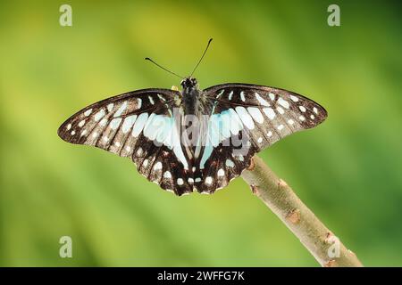 Schmetterling Graphium Doson sitzt auf einem Ast, während er mit den Flügeln schlägt. Grüner Hintergrund Stockfoto