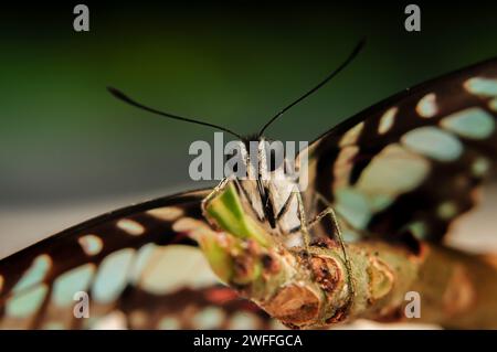 Porträt eines Butterfly Graphium Doson in einem Nahaufnahme-Foto von vorne, niedriger Winkel mit verschwommenem Hintergrund Stockfoto