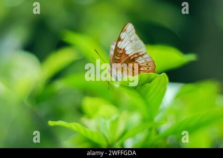 Schmetterlinge Euthalia aconthea stehen auf Zweigen mit verschwommenem Hintergrund Stockfoto