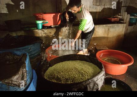 Ein Mann gießt Wasser auf einer Bohnensprossen-Farm in Jakarta, Indonesien. Mungbohnensprossen sind ein kulinarisches Gemüse, das aufgrund seiner Anpassungsfähigkeit und seines nahrhaften Nutzens seit der Antike in Ost- und Südostasien weit verbreitet angebaut und konsumiert wird, so ein Forscherteam unter der Leitung von Mohammad Zakerin Abedin (Abteilung für Botanik, Mikrobiologielabor, Jahangirnagar University, Dhaka). 2022 erschien ein Artikel im South Asian Journal of Research in Microbiology. Mungbohnen können leicht gekeimt werden, indem sie in den Schatten gestellt und gegossen werden, bis sie keimen, mit... Stockfoto