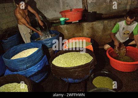 Eine Bohnensprossen-Farm in Jakarta, Indonesien. Mungbohnensprossen sind ein kulinarisches Gemüse, das aufgrund seiner Anpassungsfähigkeit und seiner nahrhaften Vorteile seit der Antike in Ost- und Südostasien weit verbreitet angebaut und konsumiert wird, laut einem Forscherteam unter der Leitung von Mohammad Zakerin Abedin (Abteilung für Botanik, Mikrobiologie-Labor, Universität Jahangirnagar, Dhaka) In einem 2022 veröffentlichten Aufsatz des South Asian Journal of Research in Microbiology. Mungbohnen können leicht gekeimt werden, indem sie in den Schatten gestellt und bis zur Keimung bewässert werden. Die einzige Voraussetzung ist... Stockfoto