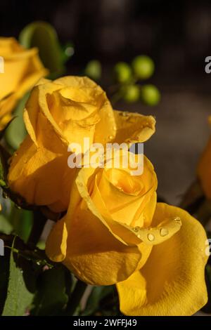 Gelbe Rose mit Wassertropfen auf den Blütenblättern Stockfoto