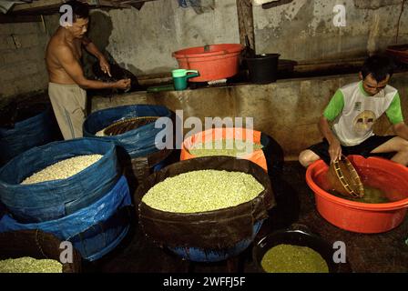 Eine Bohnensprossen-Farm in Jakarta, Indonesien. Mungbohnensprossen sind ein kulinarisches Gemüse, das aufgrund seiner Anpassungsfähigkeit und seiner nahrhaften Vorteile seit der Antike in Ost- und Südostasien weit verbreitet angebaut und konsumiert wird, laut einem Forscherteam unter der Leitung von Mohammad Zakerin Abedin (Abteilung für Botanik, Mikrobiologie-Labor, Universität Jahangirnagar, Dhaka) In einem 2022 veröffentlichten Aufsatz des South Asian Journal of Research in Microbiology. Mungbohnen können leicht gekeimt werden, indem sie in den Schatten gestellt und bis zur Keimung bewässert werden. Die einzige Voraussetzung ist... Stockfoto