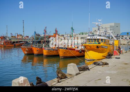 Mar del Plata, Argentinien - 15. Januar 2024: Fischerboote und Seelöwen im Hafen von Mar del Plata, Buenos Aires. Stockfoto