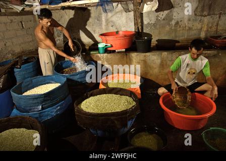 Eine Bohnensprossen-Farm in Jakarta, Indonesien. Mungbohnensprossen sind ein kulinarisches Gemüse, das aufgrund seiner Anpassungsfähigkeit und seiner nahrhaften Vorteile seit der Antike in Ost- und Südostasien weit verbreitet angebaut und konsumiert wird, laut einem Forscherteam unter der Leitung von Mohammad Zakerin Abedin (Abteilung für Botanik, Mikrobiologie-Labor, Universität Jahangirnagar, Dhaka) In einem 2022 veröffentlichten Aufsatz des South Asian Journal of Research in Microbiology. Mungbohnen können leicht gekeimt werden, indem sie in den Schatten gestellt und bis zur Keimung bewässert werden. Die einzige Voraussetzung ist... Stockfoto