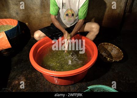 Ein Mann arbeitet auf einer Bohnensprossen-Farm in Jakarta, Indonesien. Mungbohnensprossen sind ein kulinarisches Gemüse, das aufgrund seiner Anpassungsfähigkeit und seines nahrhaften Nutzens seit der Antike in Ost- und Südostasien weit verbreitet angebaut und konsumiert wird, so ein Forscherteam unter der Leitung von Mohammad Zakerin Abedin (Abteilung für Botanik, Mikrobiologielabor, Jahangirnagar University, Dhaka). 2022 erschien ein Artikel im South Asian Journal of Research in Microbiology. Mungbohnen können leicht gekeimt werden, indem sie in den Schatten gestellt und gegossen werden, bis sie keimen, mit... Stockfoto