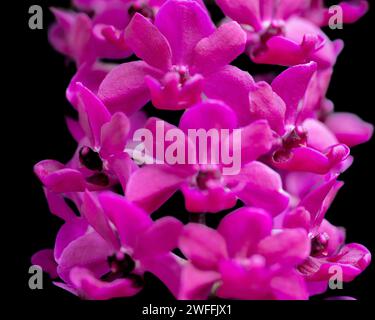 Ein wunderschöner Strang rosafarbener Orchideenblüten Stockfoto