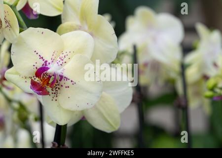Weiße lila rosa orange Orchideenblüten Stockfoto