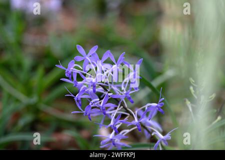 lila Orchidee Blume Stockfoto